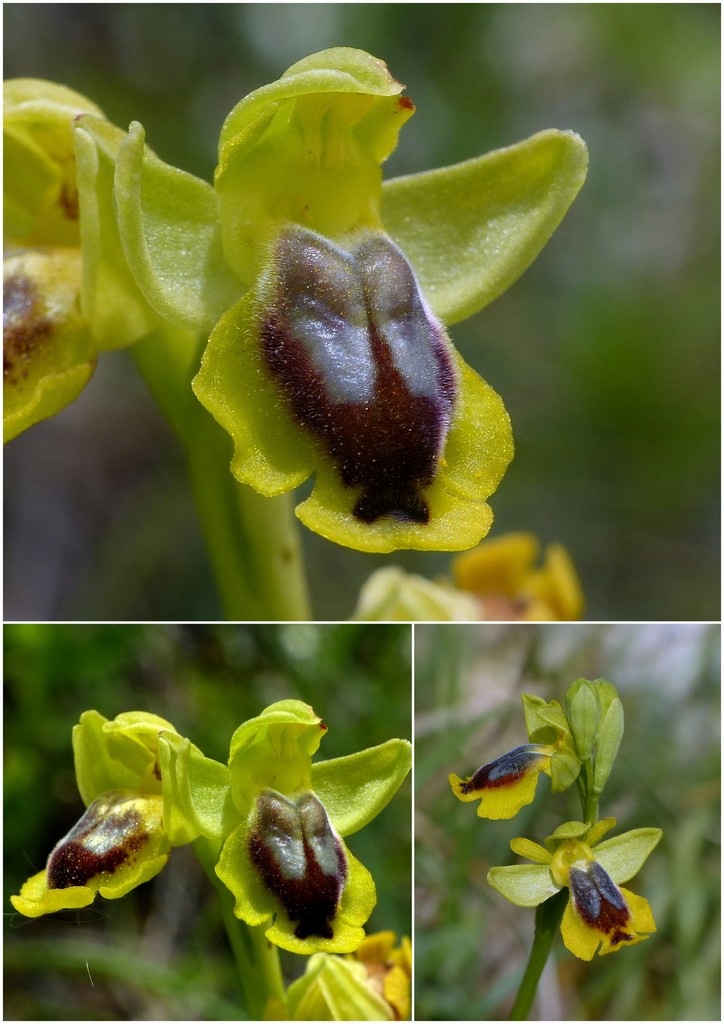 La Valle delle orchidee, Sassano e Monte San Giacomo 9 e 10 maggio 2015